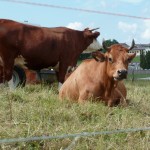 vaches