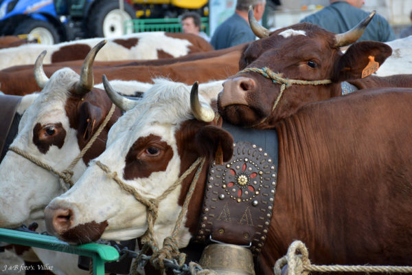 foire-aux-bestiaux-05-2018-2