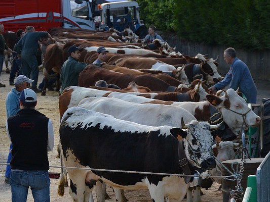 foire-aux-bestiaux-05-2018-3