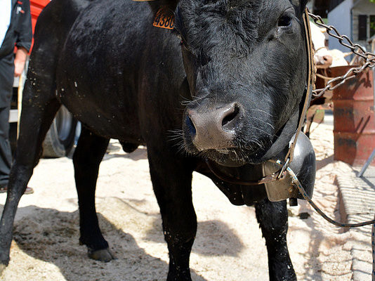 foire-aux-bestiaux-04-2017-5