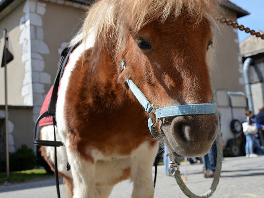 foire-aux-bestiaux-04-2017-6