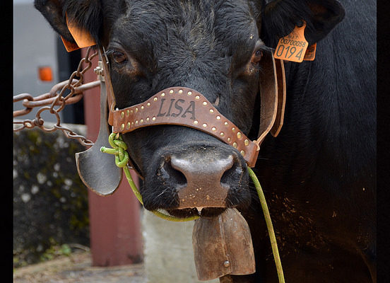 foire-aux-bestiaux-05-2016-2