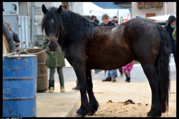 foire-aux-bestiaux-05-2016-3